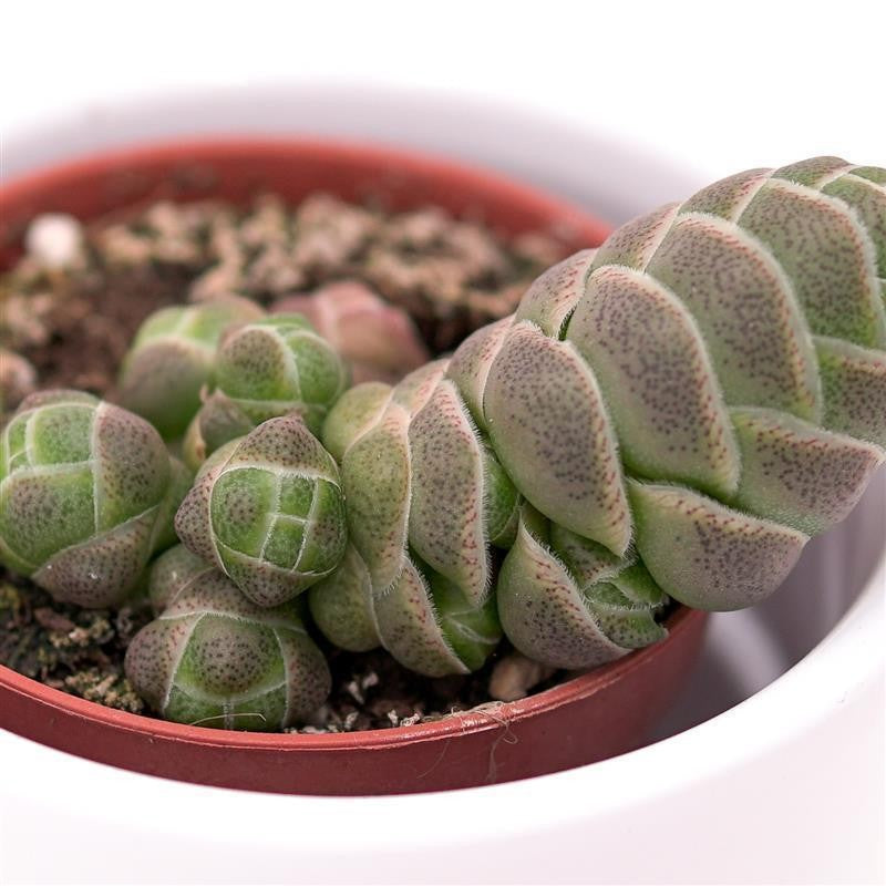 pasiora-crassula-barklyi-sukkulente-5-5cm-topf image 1