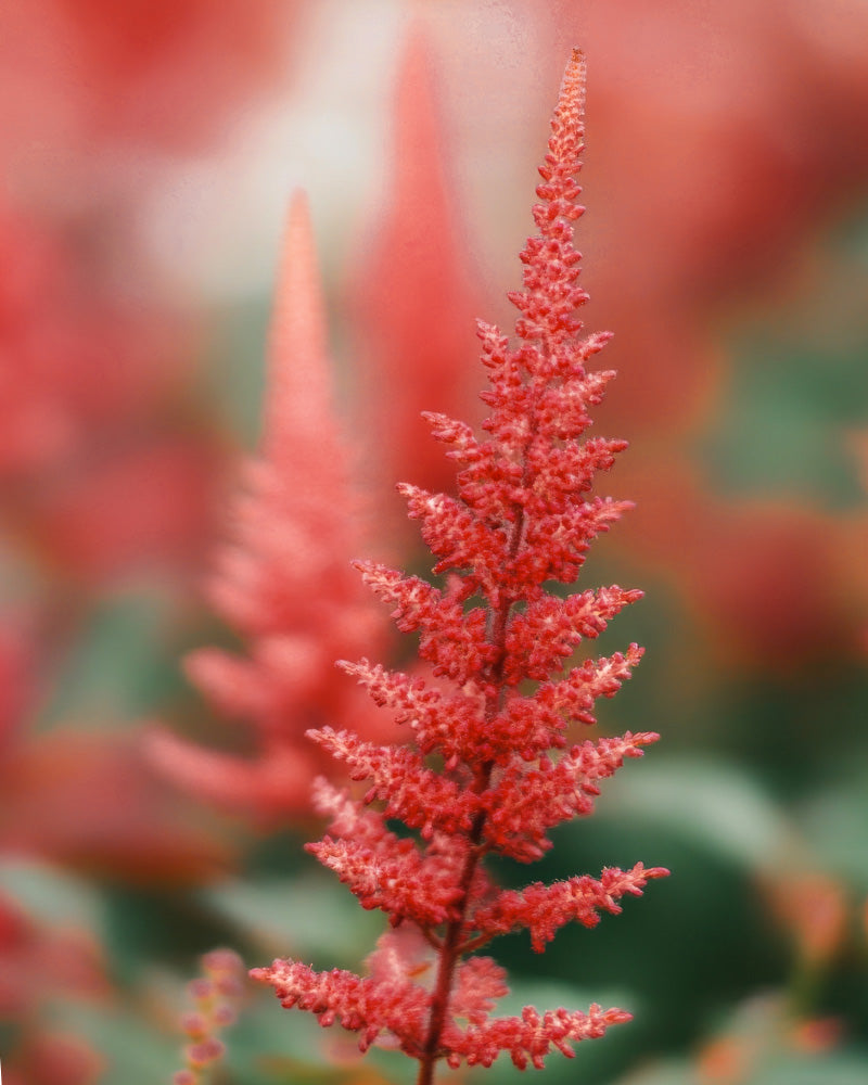 feey-astilbe-pink-spinell-rhizome-prachtspiere-bis-1-m image 2