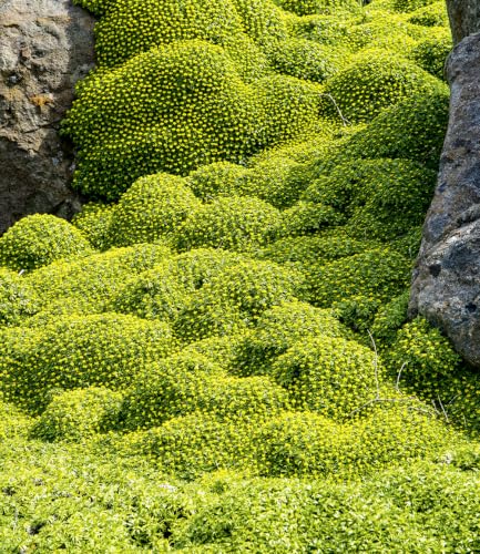 baldur-garten-2x-andenpolster-azorella-trifurcata-im-9x9-cm-topf image 5