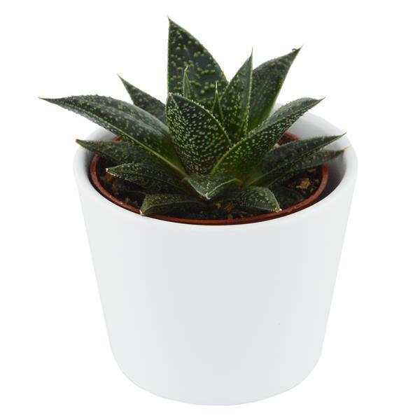 pasiora-gasteria-flow-wander-sukkulente-6-cm-topf image 3