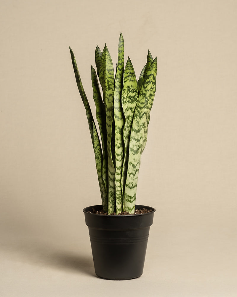 feey-gr-ne-schwiegermutterzunge-sansevieria-klein image 3