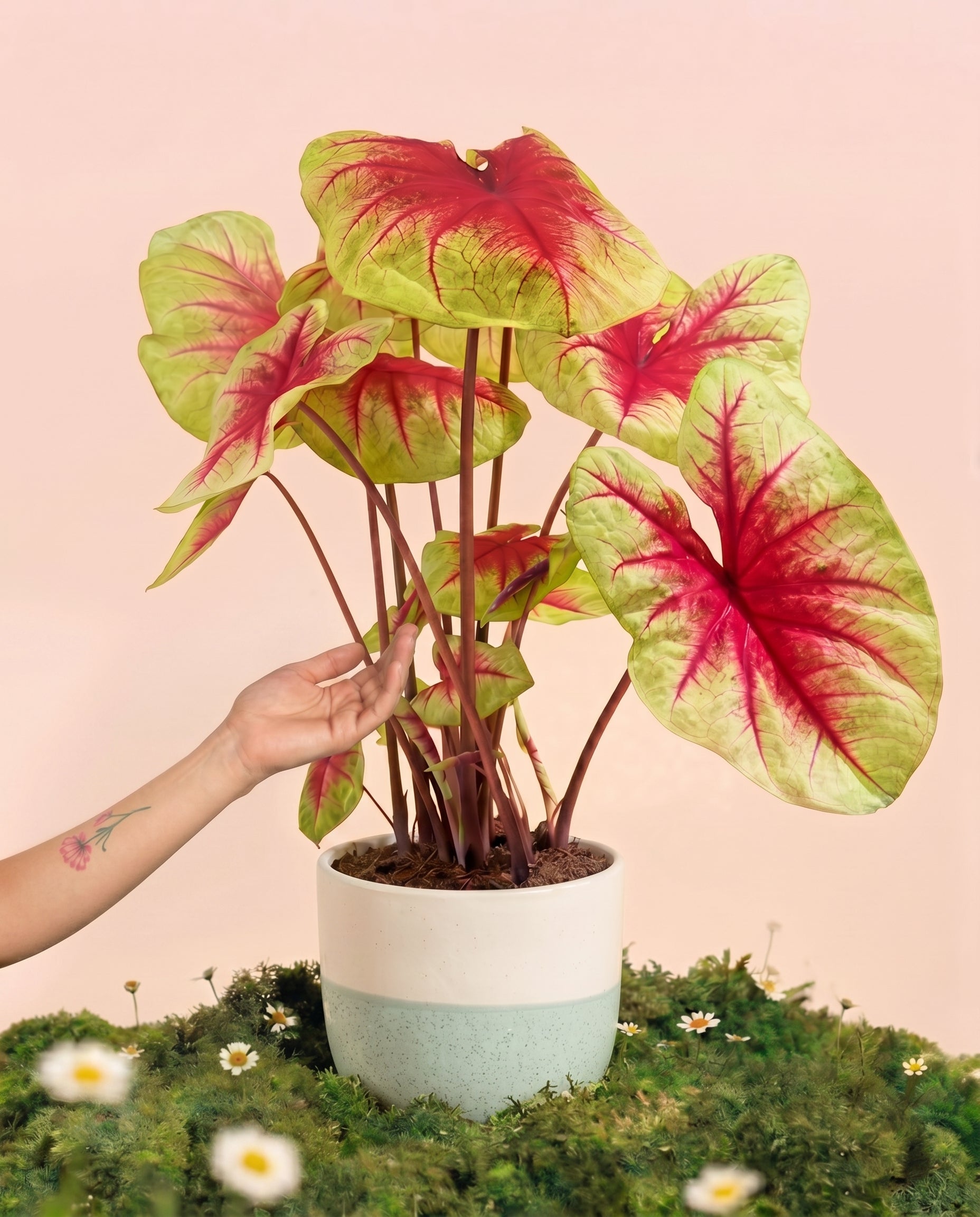 feey-caladium-lemon-blush-gro-e-zimmerpflanze-bunt image 1