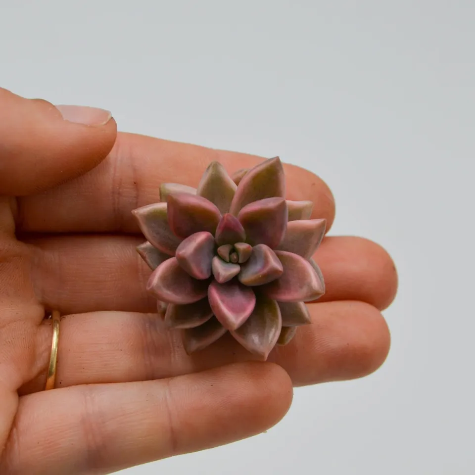 pasiora-graptosedum-bronze-f-variegata-sukkulente image 1