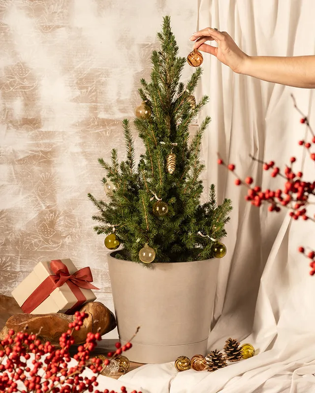feey-gro-er-tannenbaum-zuckerhutfichte-picea-glauca-december-k-bel image 1