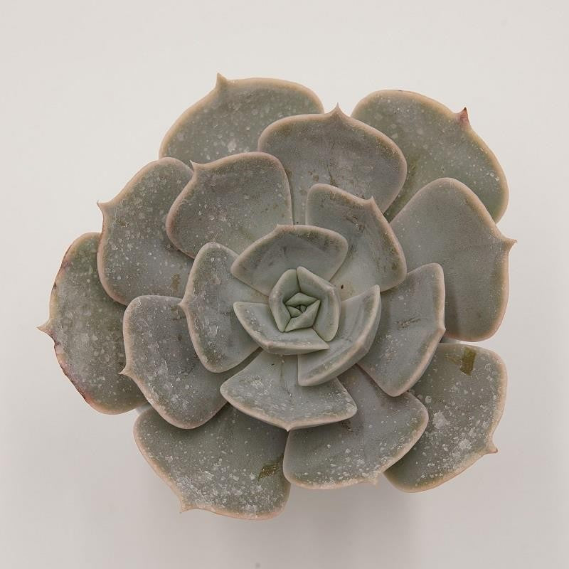 pasiora-echeveria-pollux-sukkulente-6cm-topf image 1