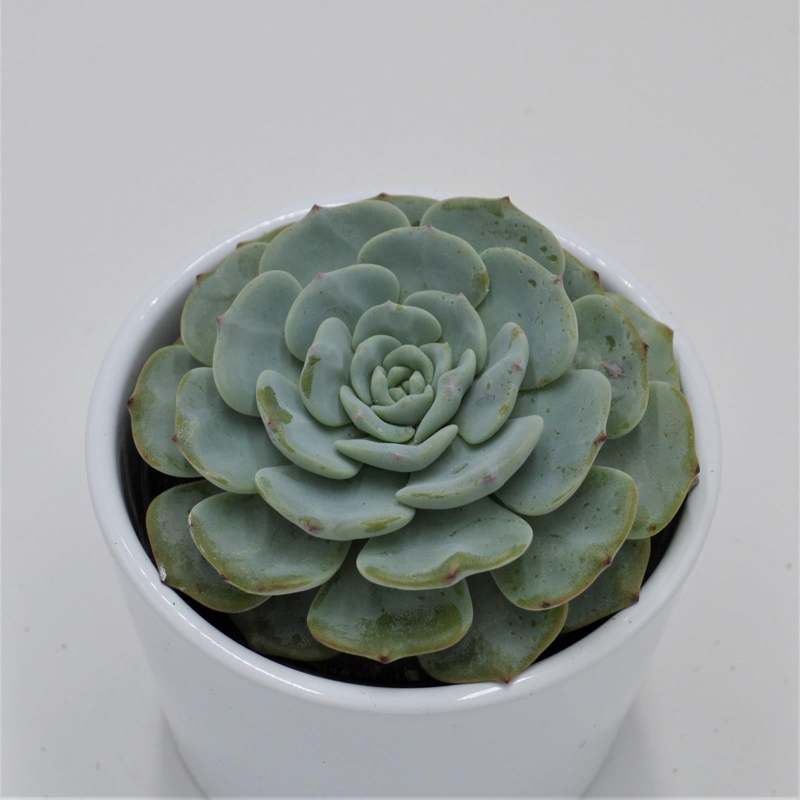 pasiora-echeveria-mont-blanc-sukkulente-im-9cm-topf image 1