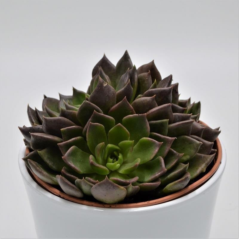 pasiora-echeveria-black-prince-sukkulente-14cm-topf image 1