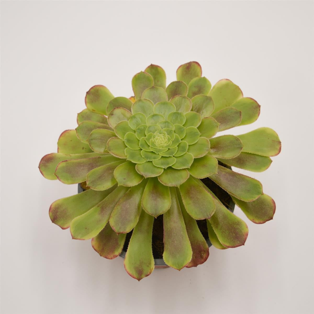 pasiora-aeonium-fiesta-rosetten-dickblatt-13-cm-topf image 1