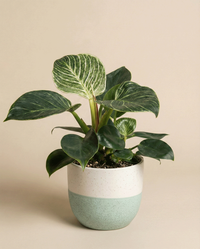 feey-philodendron-birkin-hydro-zimmerpflanze image 4