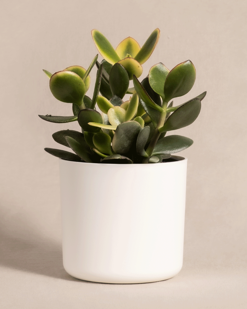 feey-geldbaum-panaschiert-crassula-ovata-topf-14 image 8