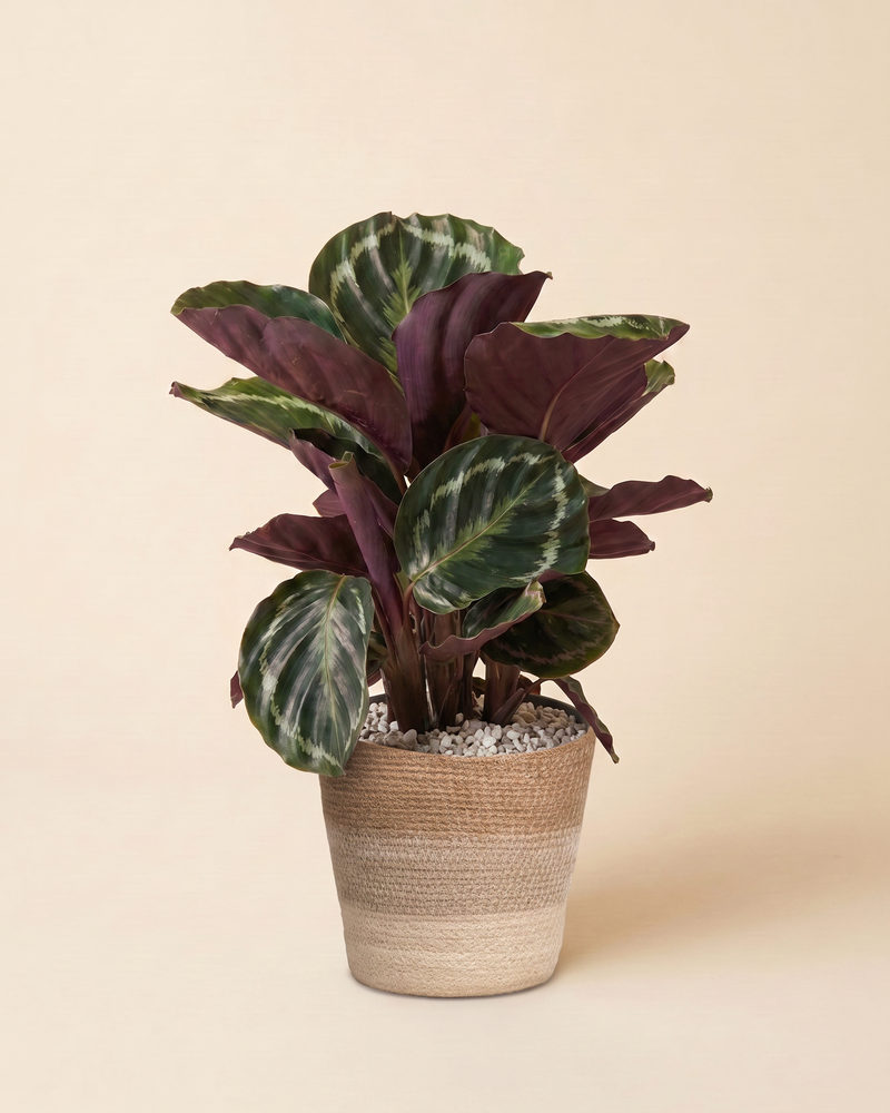 feey-calathea-roseopicta-korbmarante-neuheit image 8