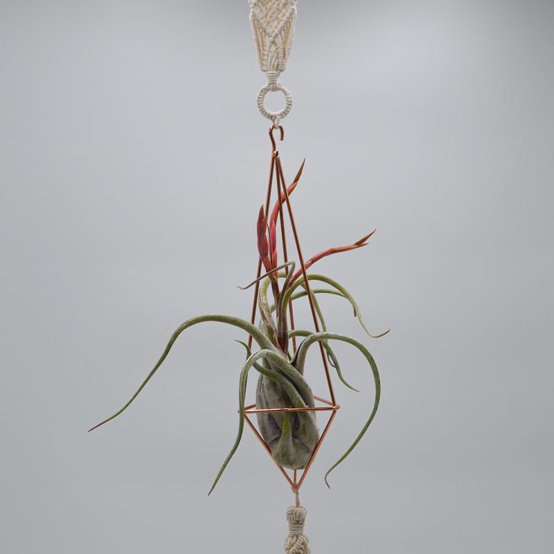pasiora-himmeli-boho-deko-f-r-tillandsien-pflanzen image 1