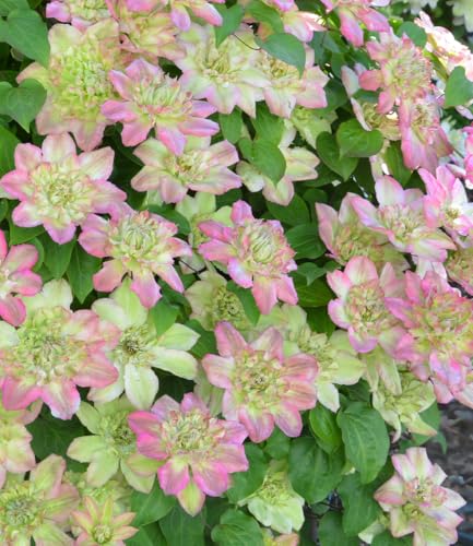 baldur-garten-clematis-pistachio-cake-1-pflanze-im-9x9-cm-topf image 4