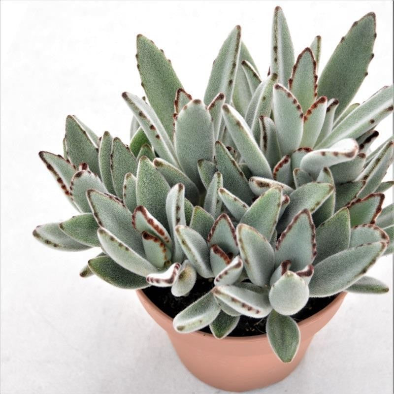 pasiora-kalanchoe-tomentosa-katzenohr-sukkulente-14cm image 1