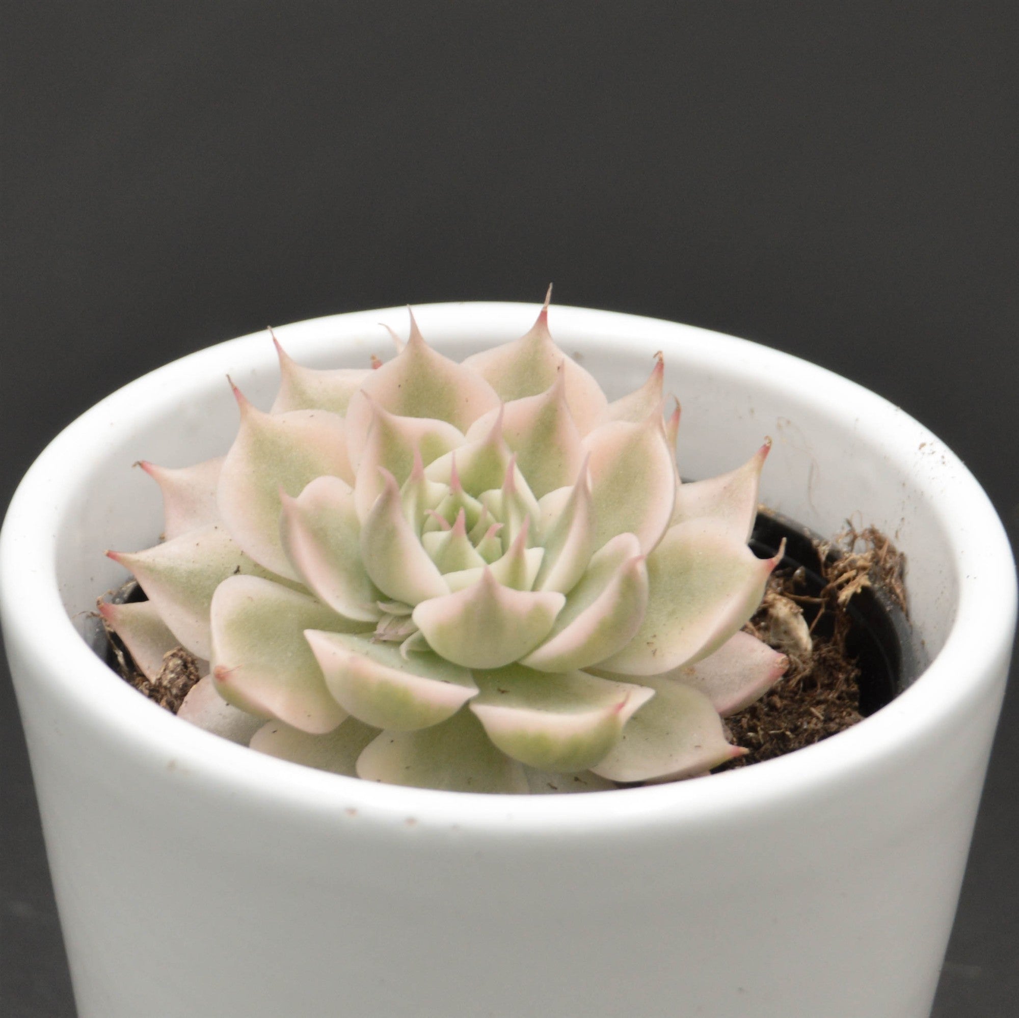 pasiora-echeveria-halbingeri-f-variegata-6-cm image 2