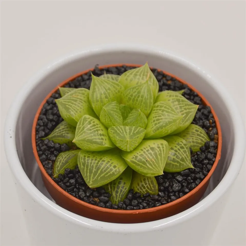 pasiora-haworthia-comptoniana-hybride-sukkulente-8-5cm image 1