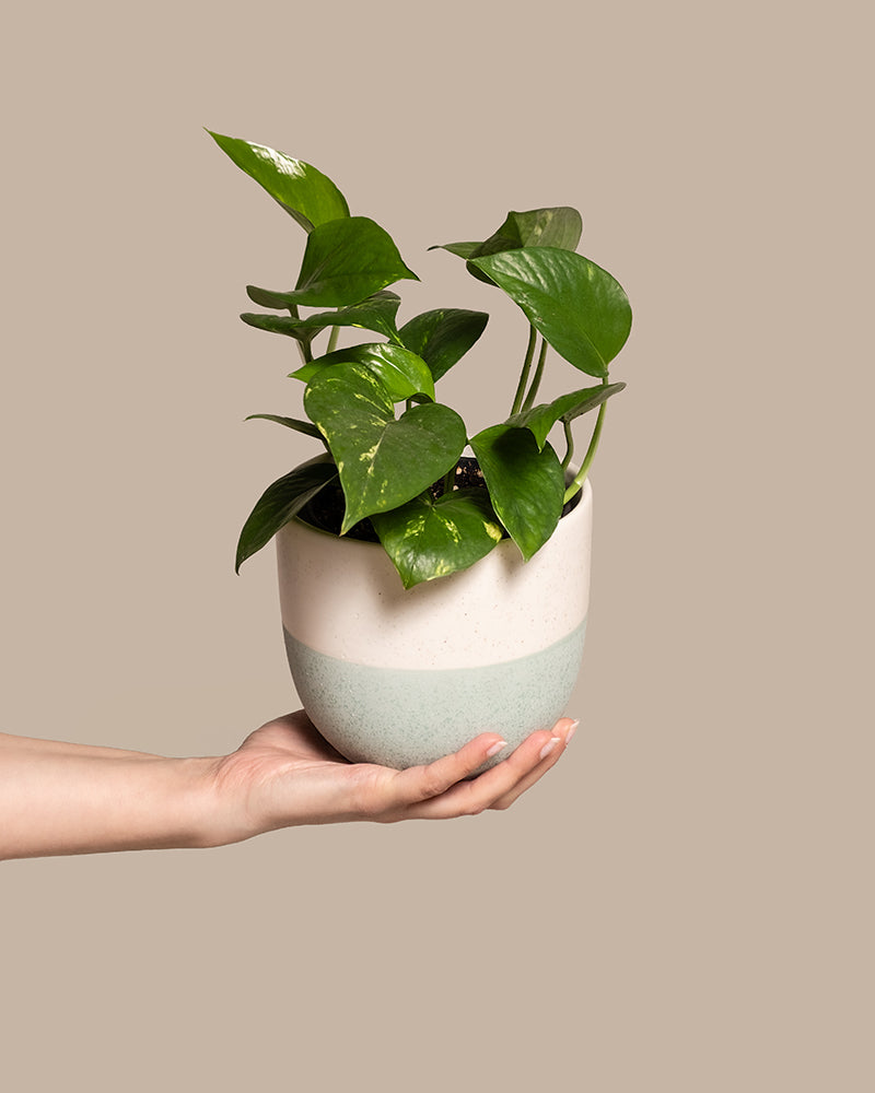 feey-efeutute-epipremnum-aureum-h-ngepflanze-klein image 1