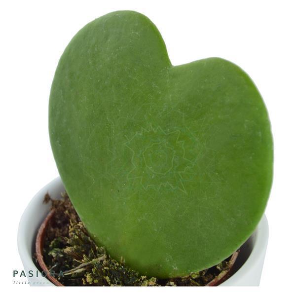 pasiora-hoya-kerrii-herzblatt-sukkulente-6cm-topf image 3