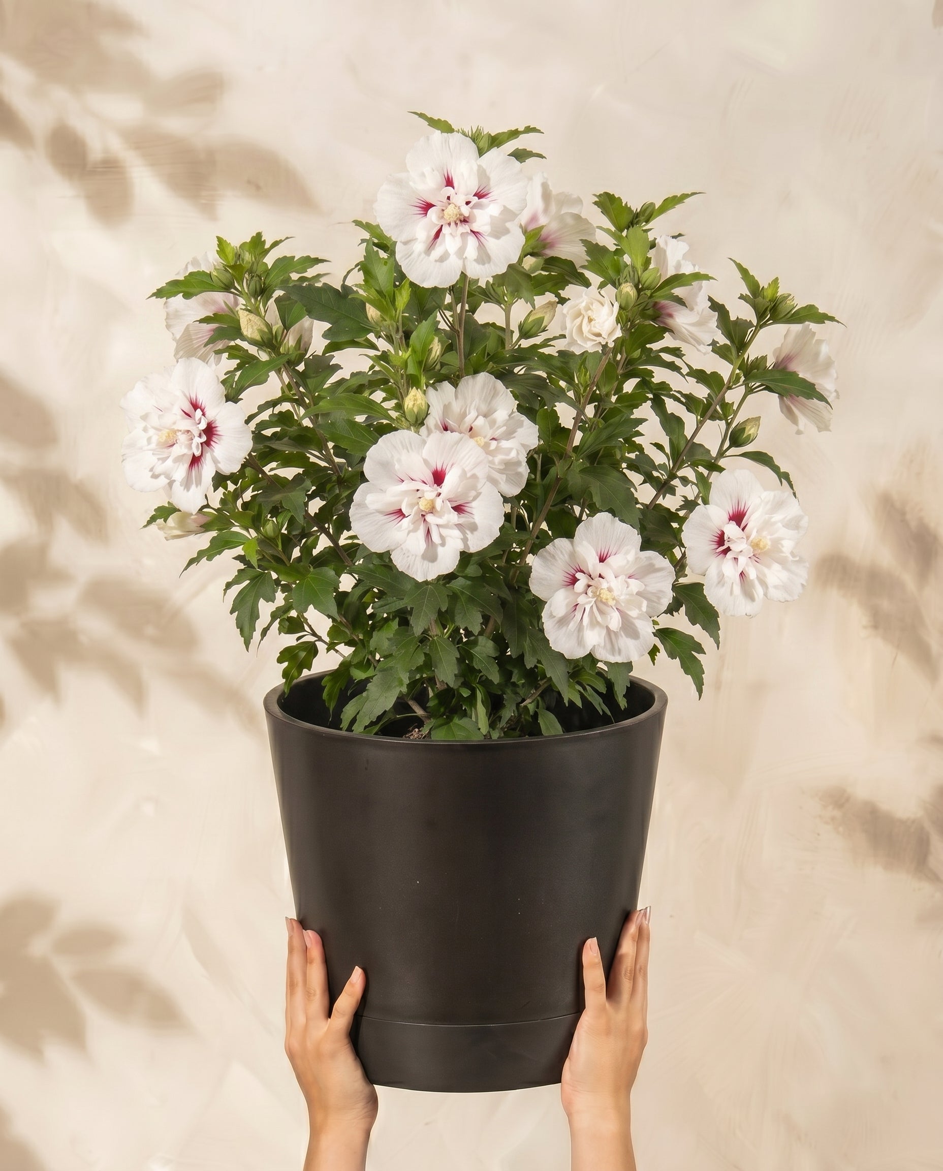 feey-wei-er-hibiskus-speciosus-hibiscus-syriacus-straucheibisch image 1