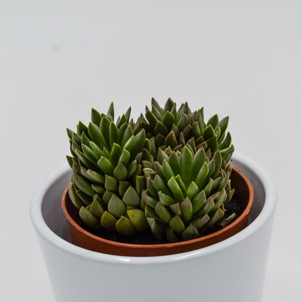 pasiora-anacampseros-marlothii-sukkulente-8-5-cm-topf image 2