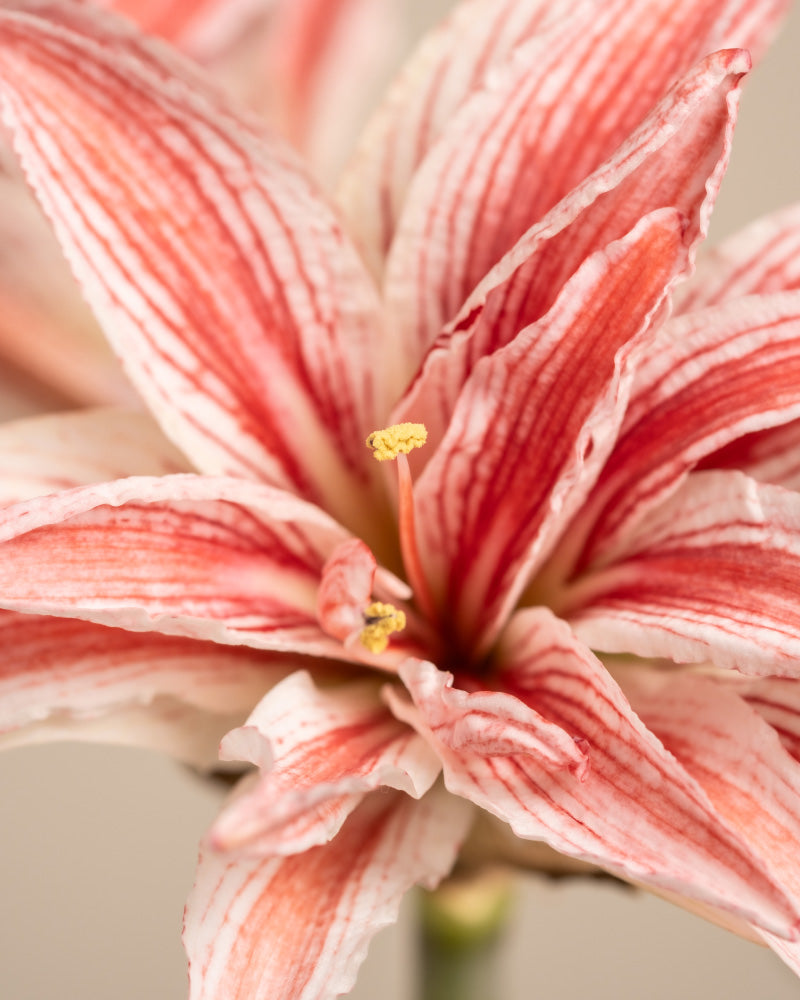 feey-amaryllis-hippeastrum-ritterstern-zwiebel-in-rot-wei-rot-wei image 2