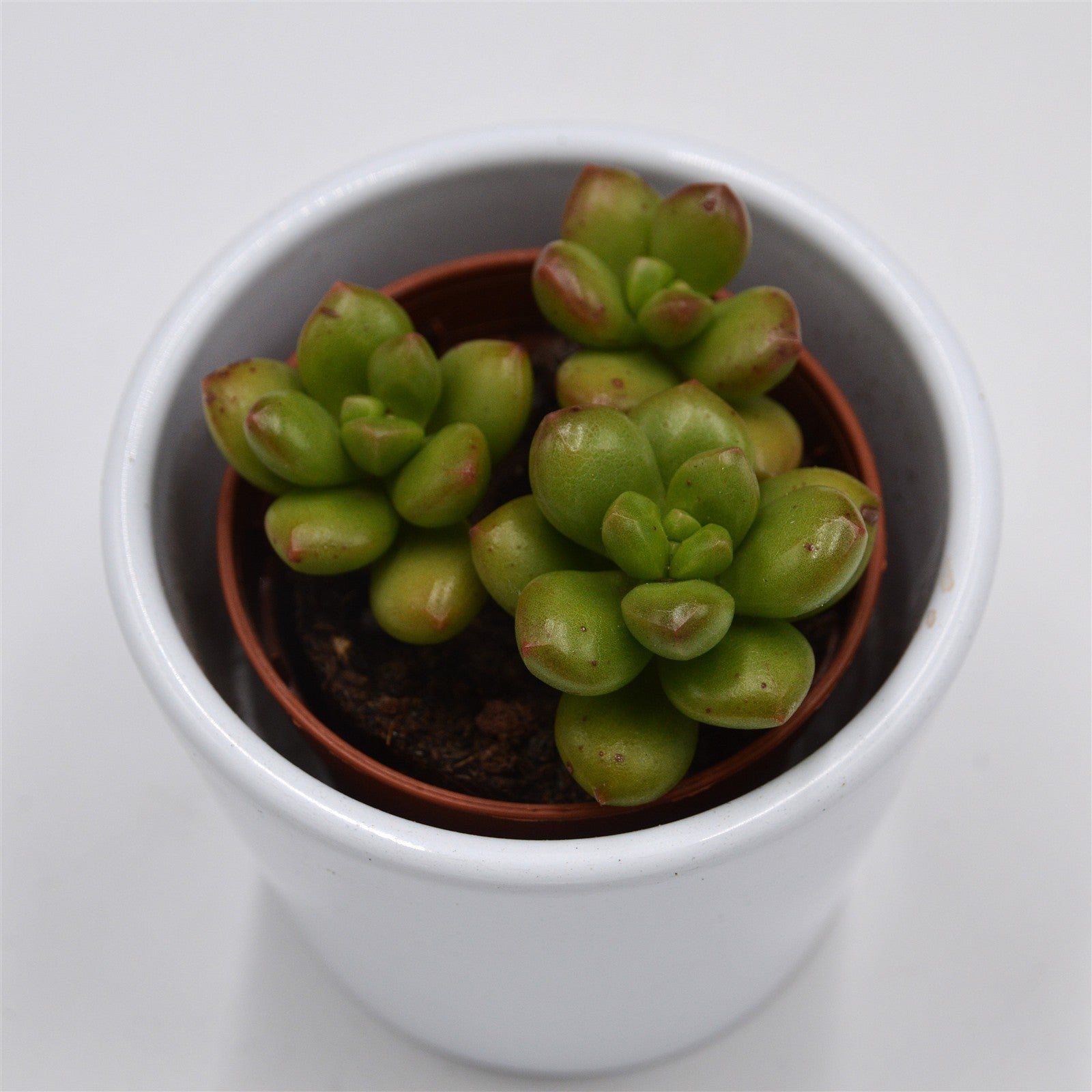 pasiora-sedum-red-coral-sukkulente-5-5cm image 1