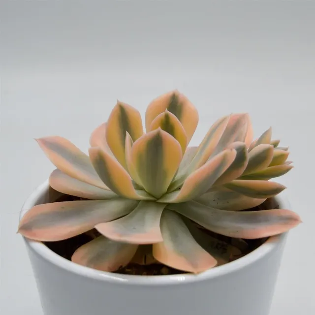 pasiora-echeveria-runyonii-f-variegata-sukkulente-10-5cm image 1