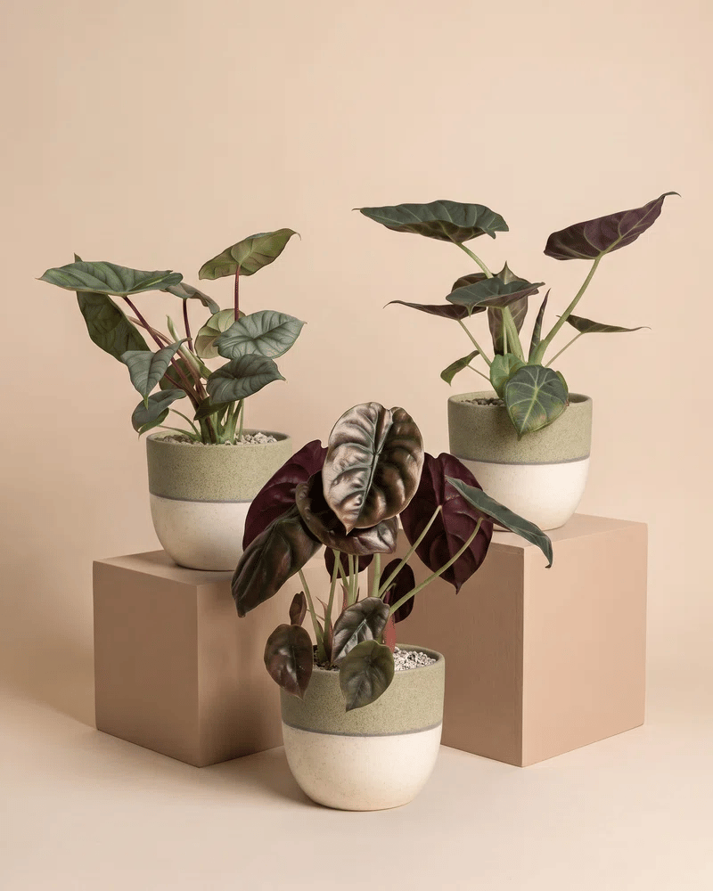 feey-alocasia-trio-red-secret-shields-silver-nebula image 4