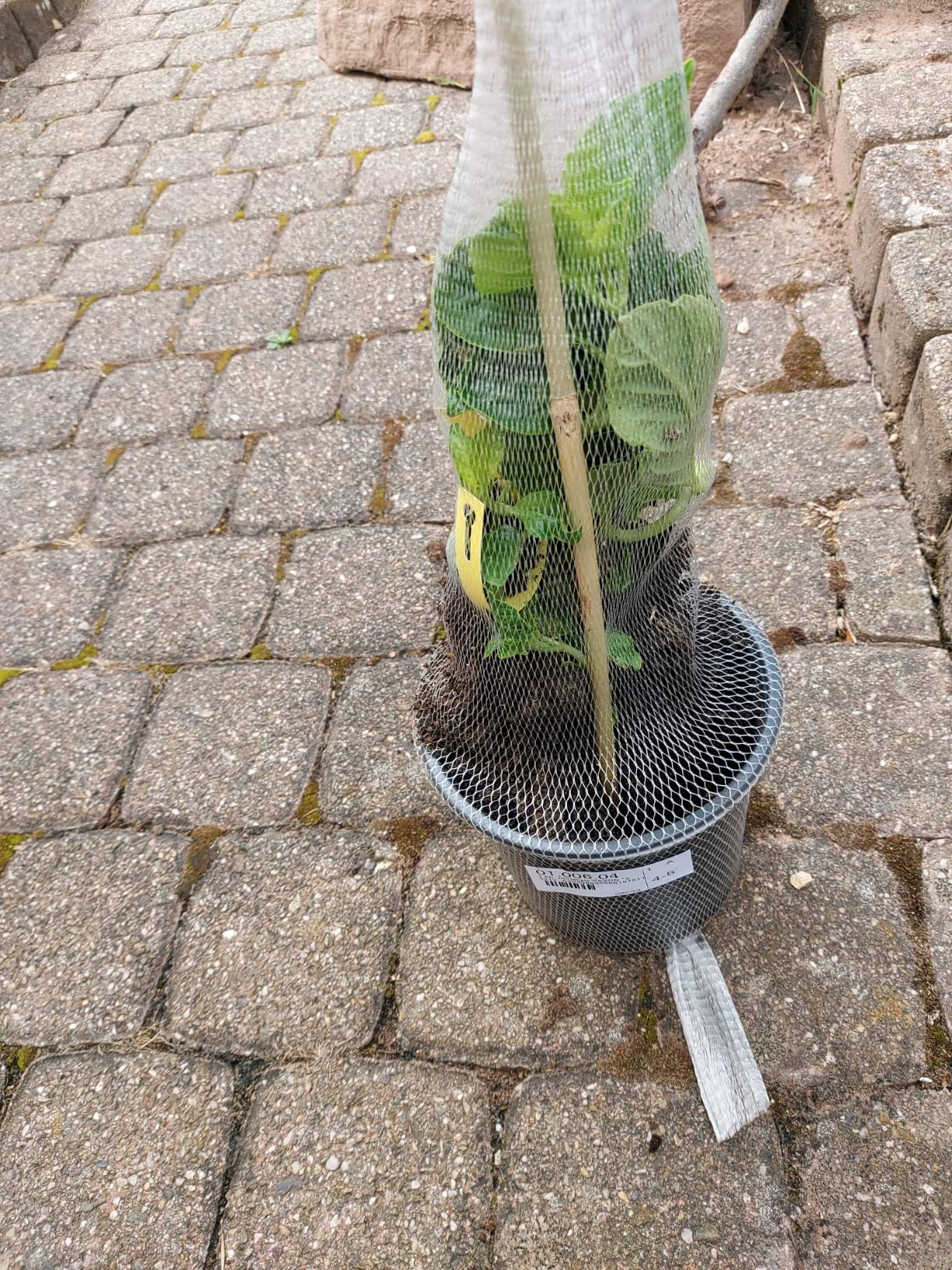 Traumhaft im Vorgarten