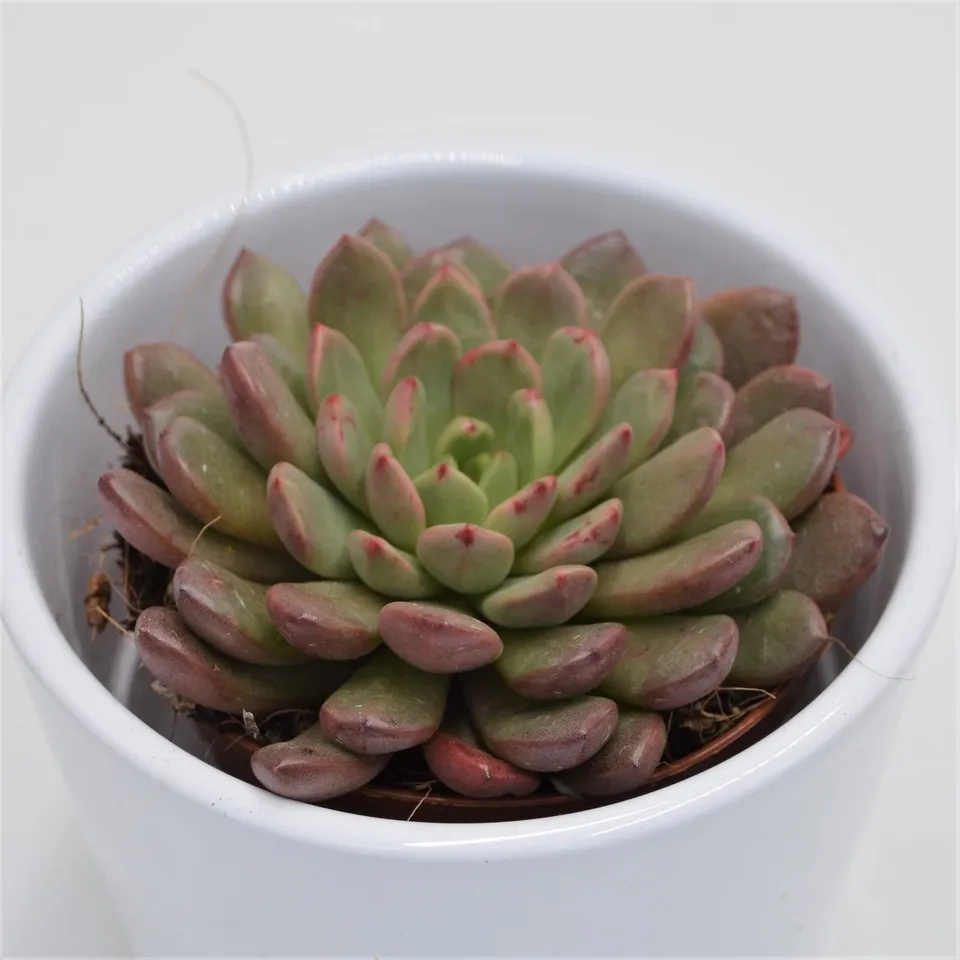pasiora-x-graptoveria-pink-ruby-sukkulente-8-5cm image 1