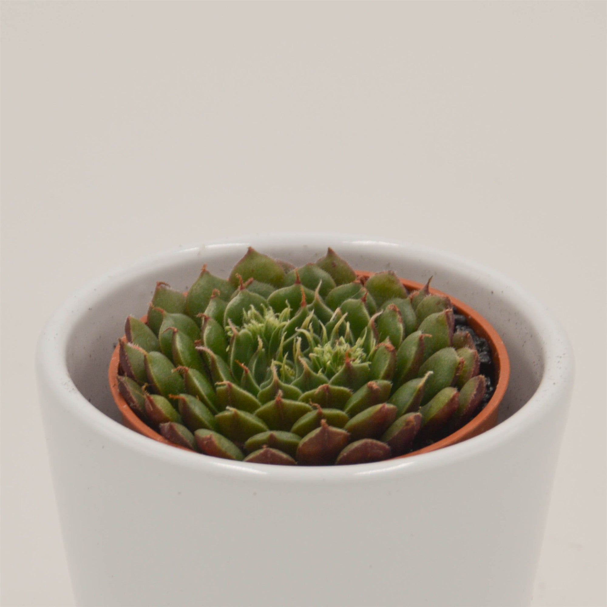 pasiora-x-graptoveria-olivia-sukkulente-5-5cm image 2
