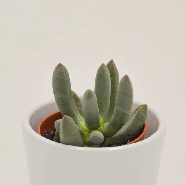 pasiora-cylindrophyllum-comptonii-sukkulente-5-5cm image 1