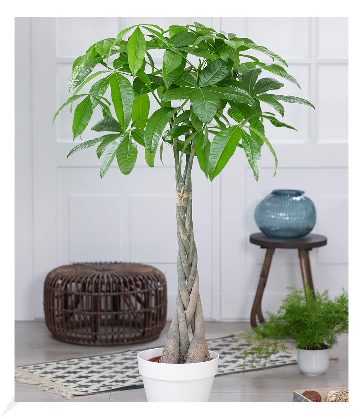 baldur-garten-efeutute-am-moosstab-110-120-cm image 6