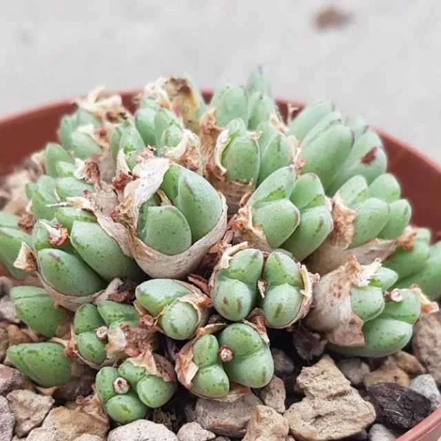 pasiora-conophytum-species-lebende-steine-10-5cm image 1
