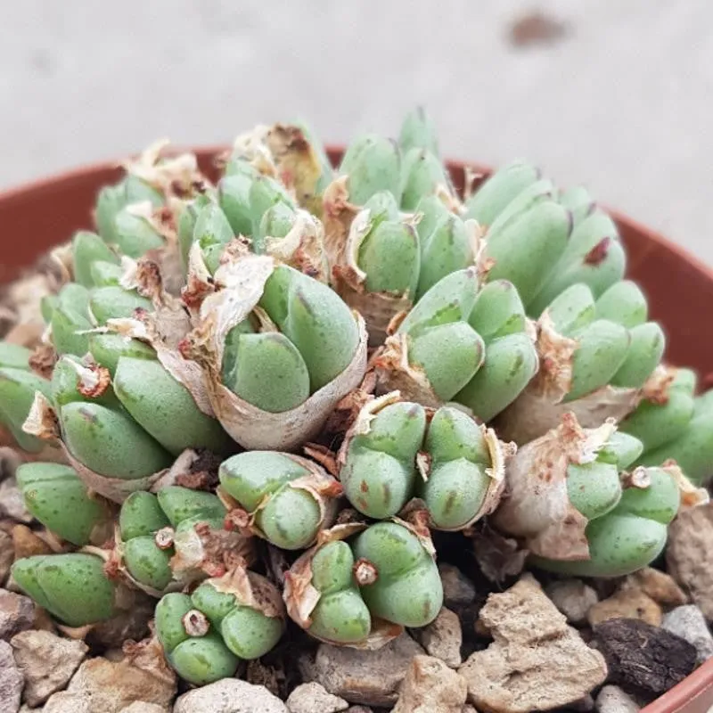 pasiora-conophytum-species-lebende-steine-10-5cm image 1