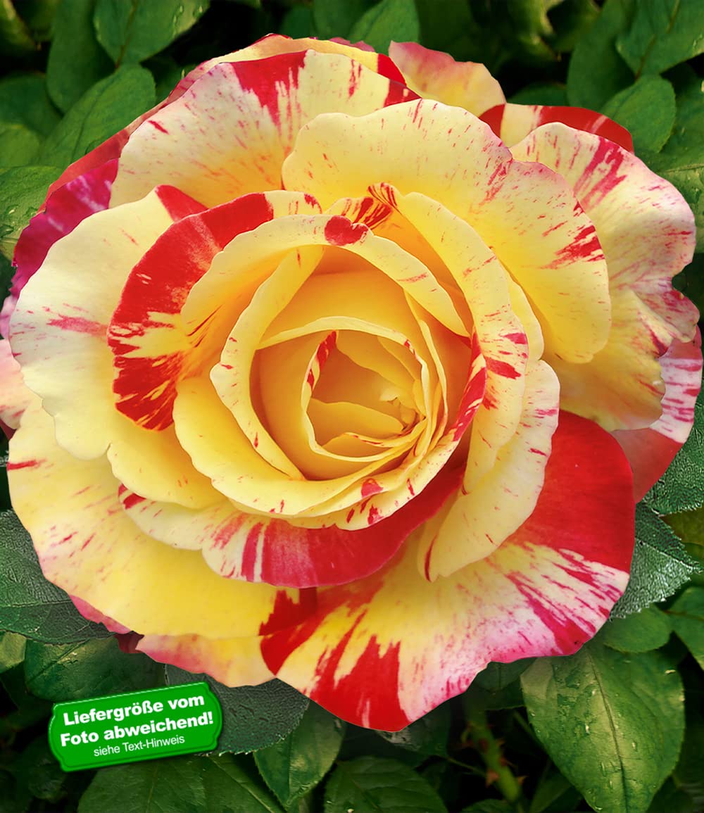 baldur-garten-delbard-malerrose-camille-pissarro-wurzelnackt-a-qualit-t-3-triebi image 2