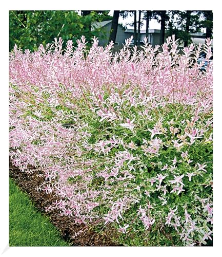 baldur-garten-salix-hecke-hakuro-nishiki-11-cm-topf image 4