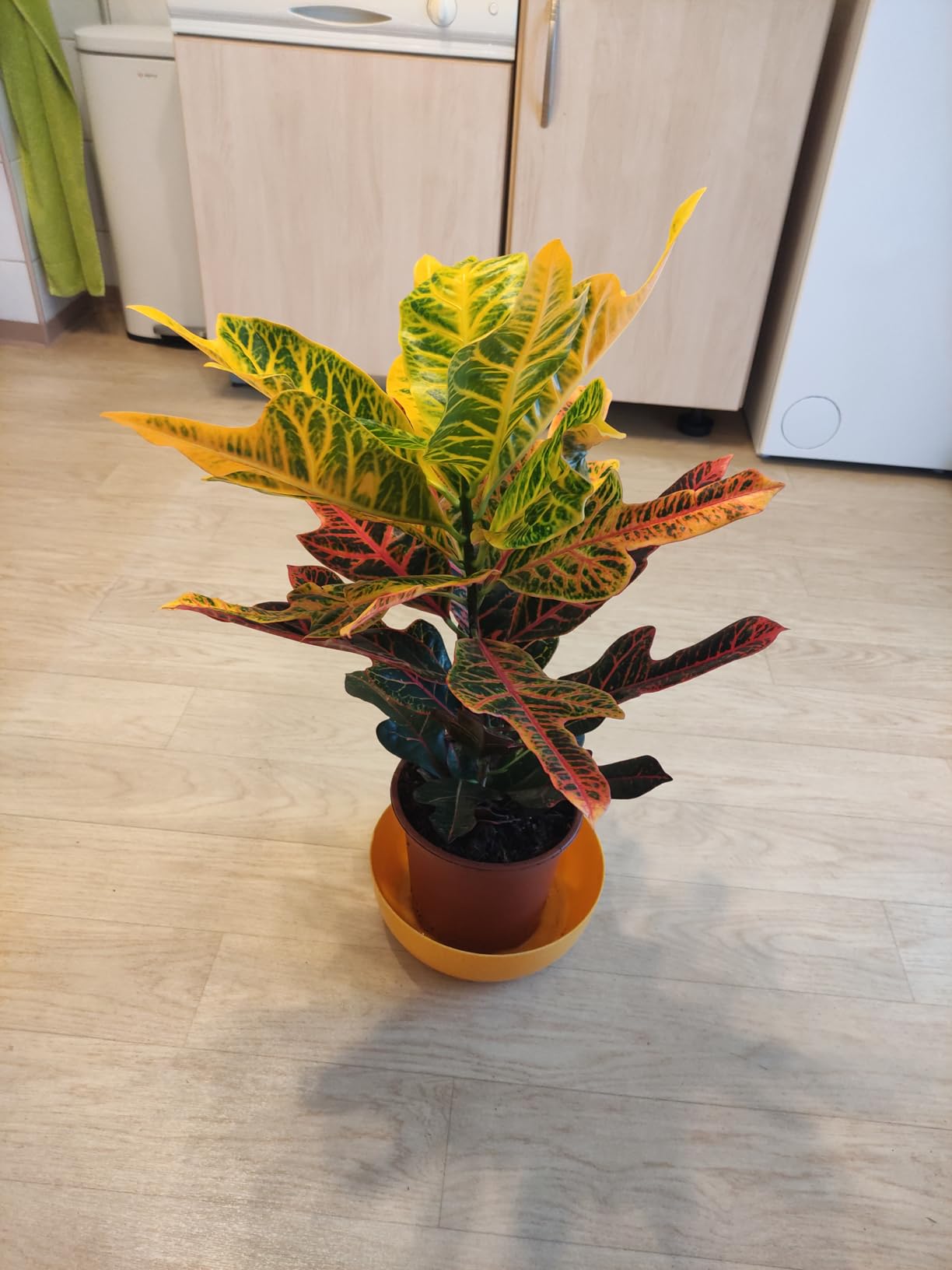 Farbtupfer im Wohnzimmer