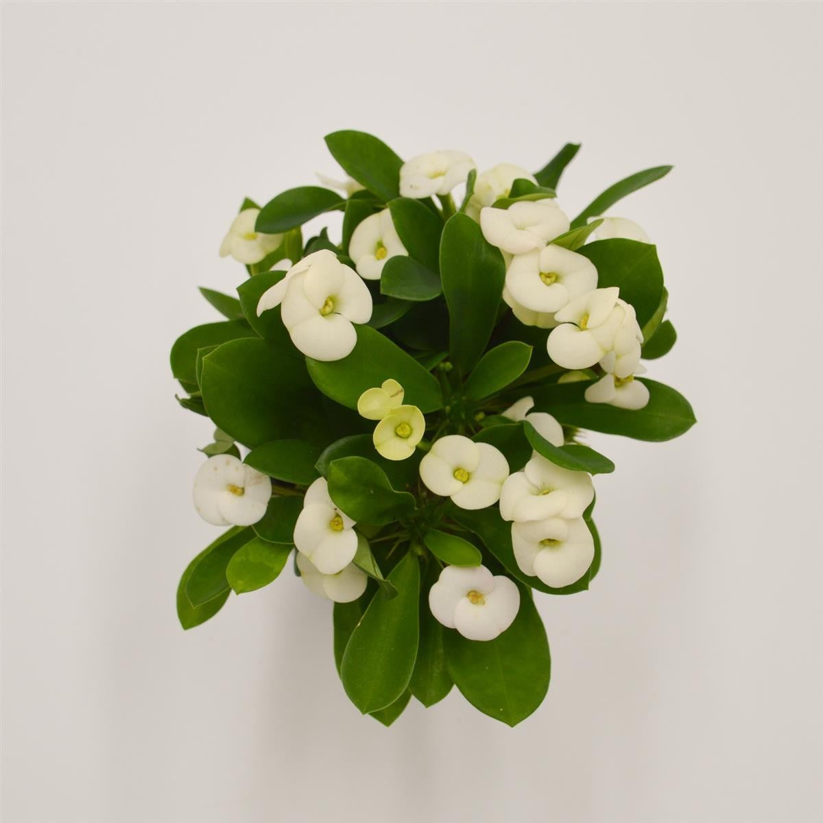 pasiora-euphorbia-milii-hector-wei-sukkulente-im-6cm-topf image 1