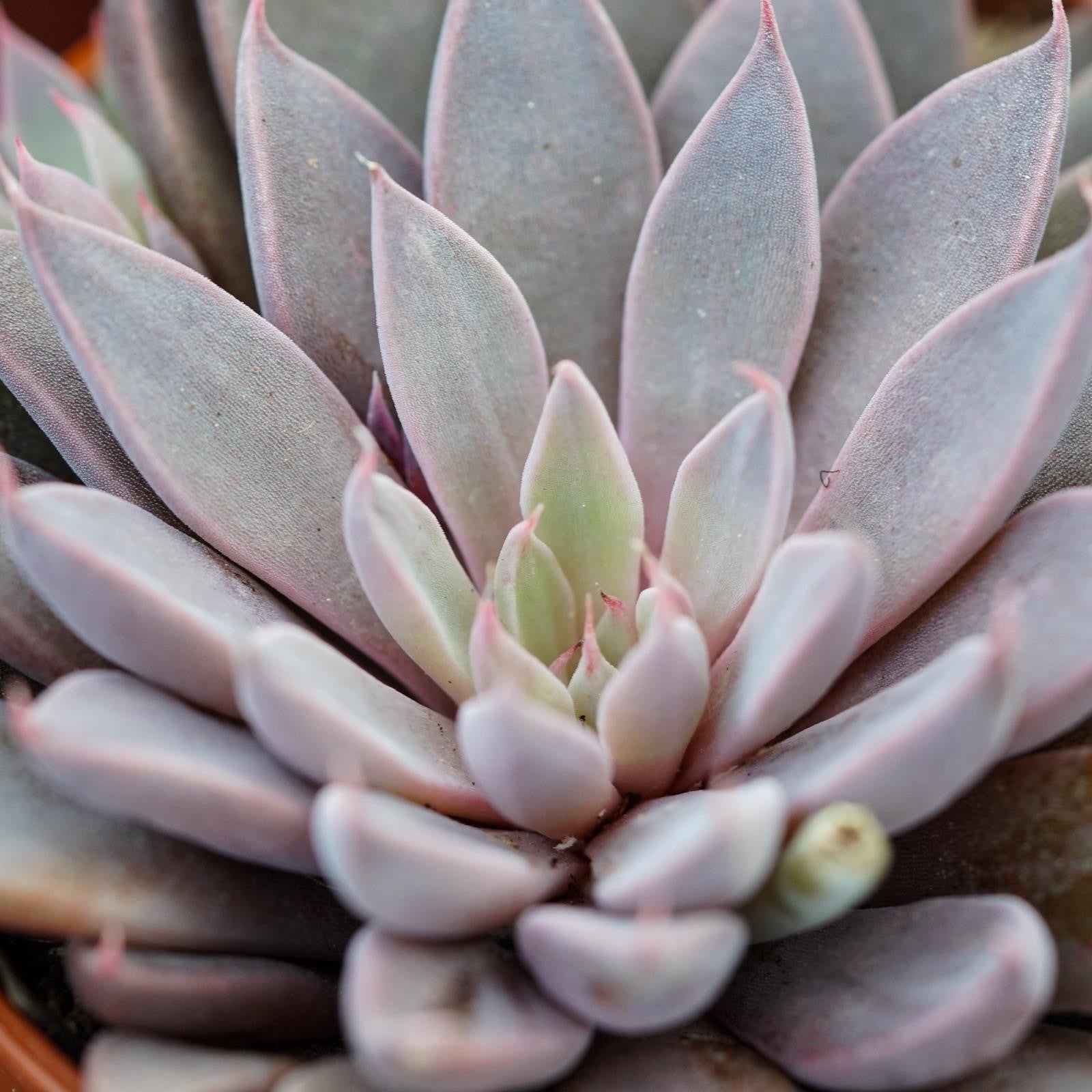 pasiora-graptopetalum-rusbyi-6cm-sukkulente image 6