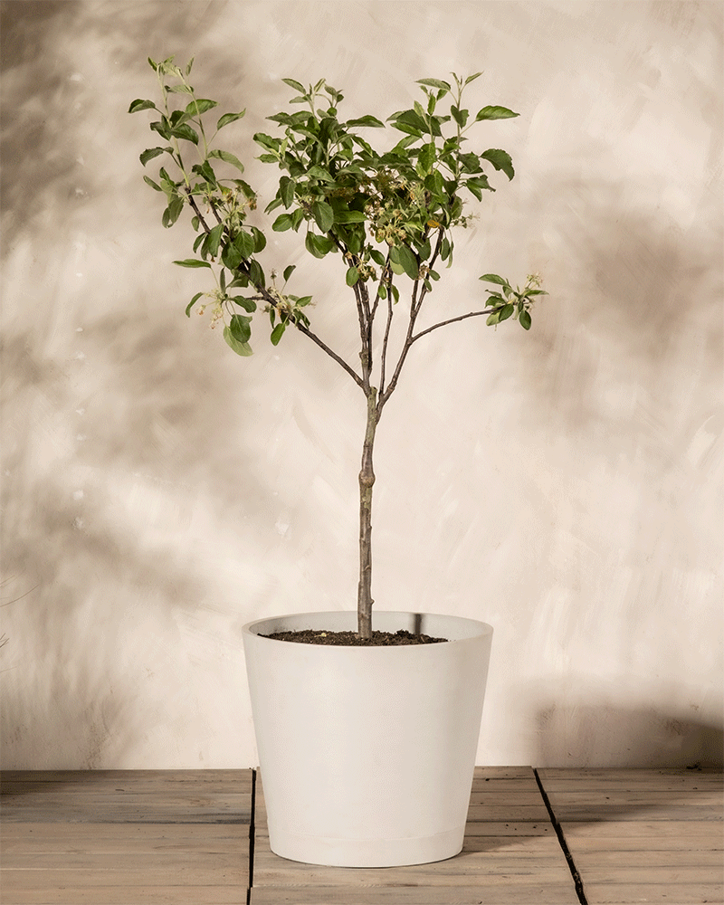 feey-apfelbaum-malus-domestica-braeburn-patio image 5
