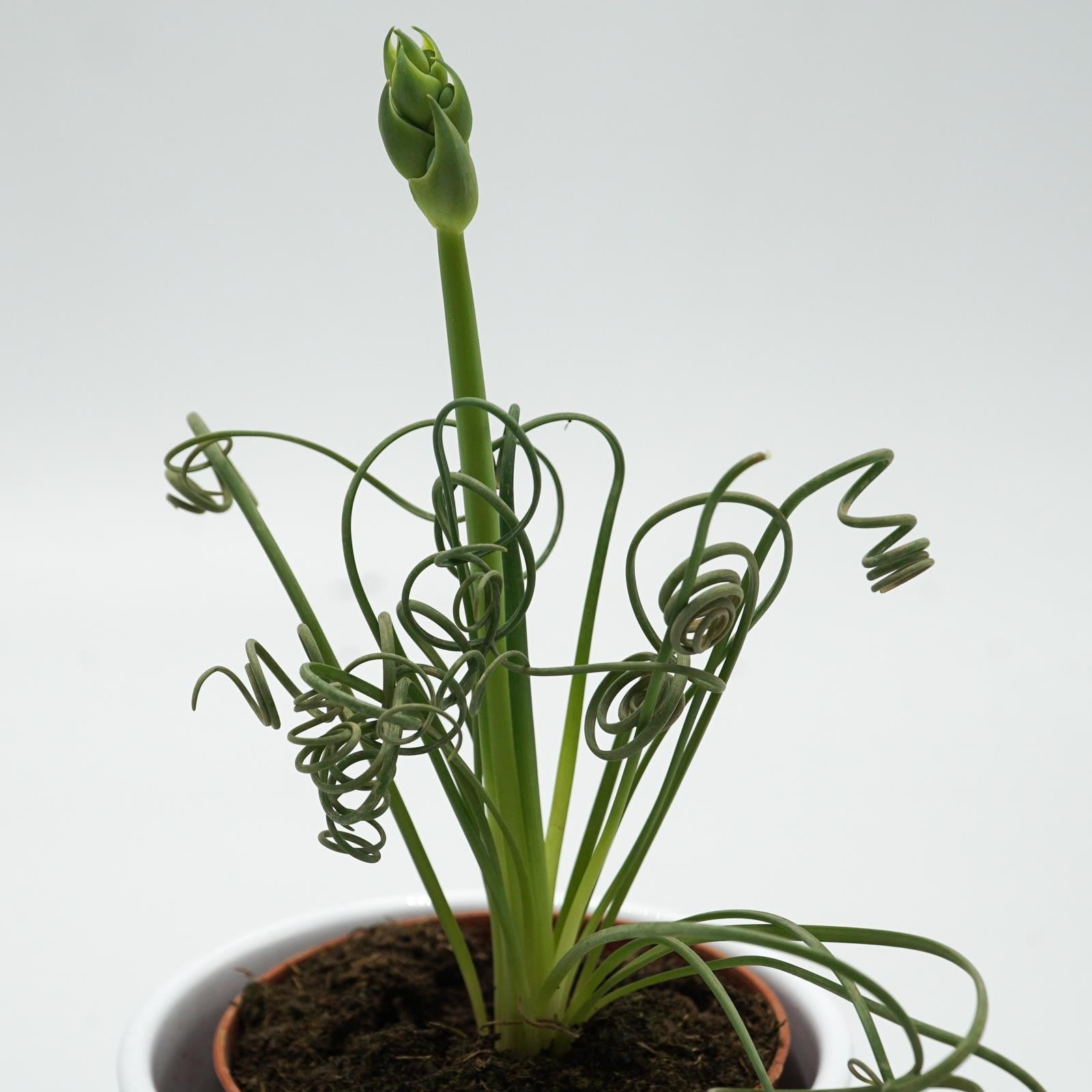 pasiora-albuca-spiralis-fizzle-sizzle-korkenzieher-pflanze-8-5cm image 5