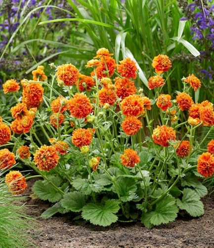 baldur-garten-geum-orange-pumpkin-3x-staude-9x9-cm image 6