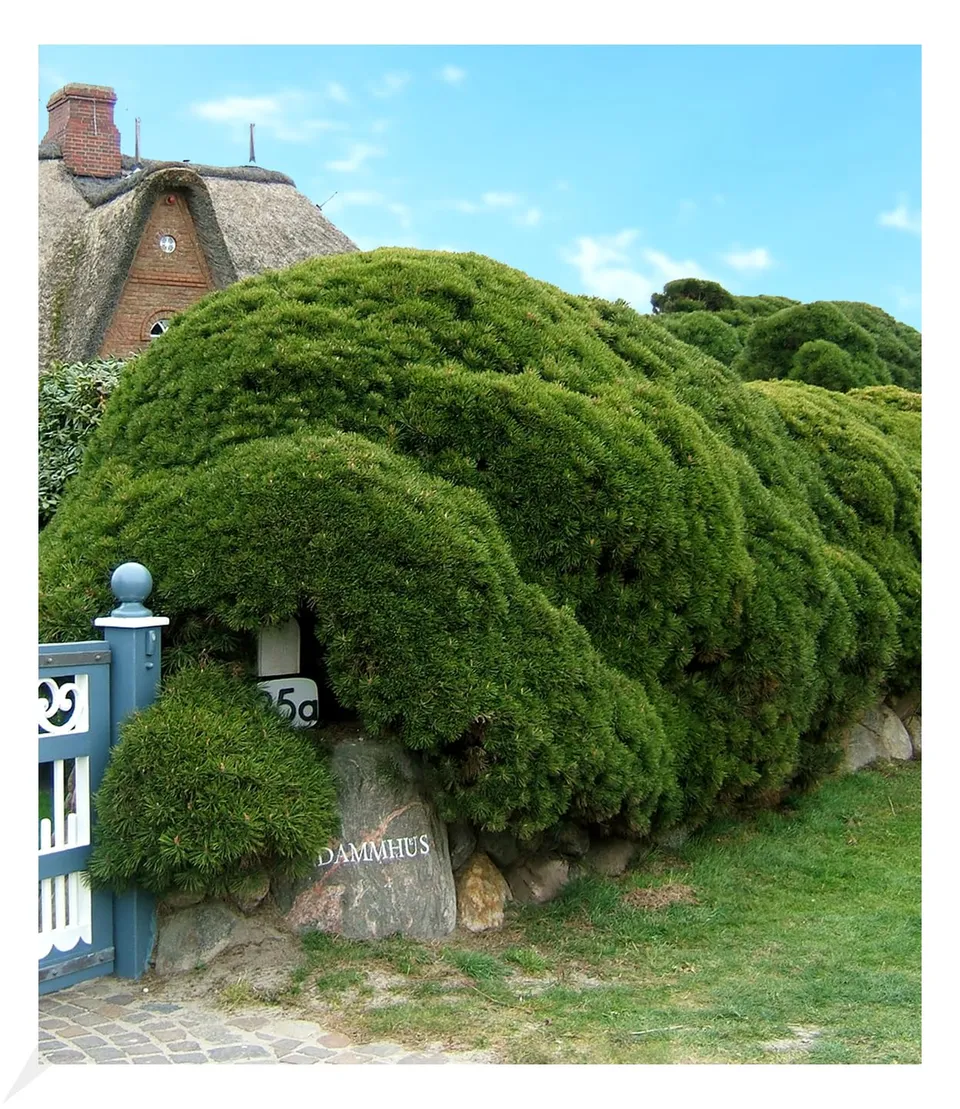 baldur-garten-pinien-hecke-pinus-mugo-mughus-im-9x9-cm-topf image 1