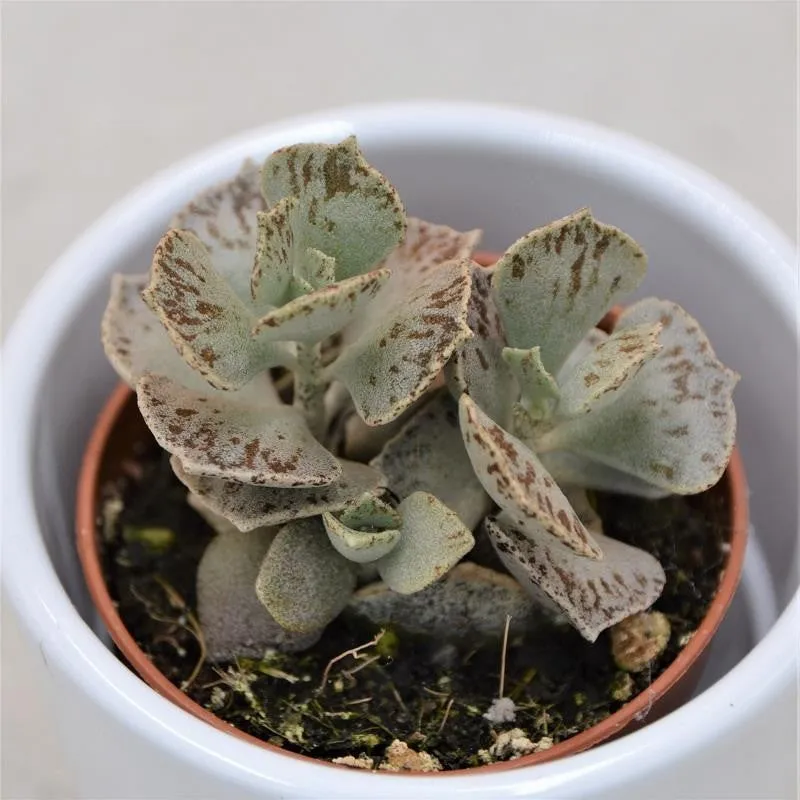 pasiora-kalanchoe-rhombopilosa-sukkulente-5-5cm image 1