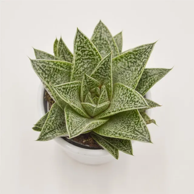 pasiora-gasteria-nella-sukkulente-6cm image 1