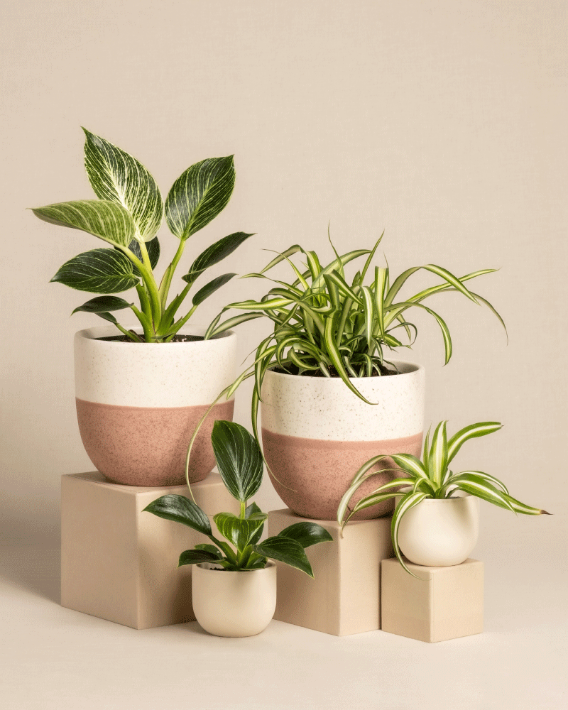 feey-familienzuwachs-set-4er-pflanzenset-philodendron-gr-nlilie image 5