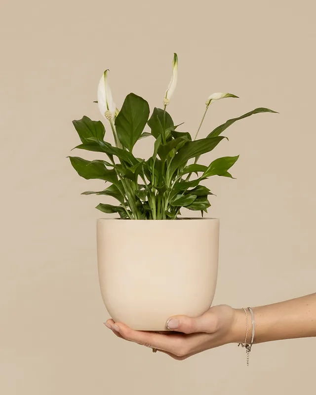 feey-einblatt-spathiphyllum-wallisii-friedenslilie-klein image 1