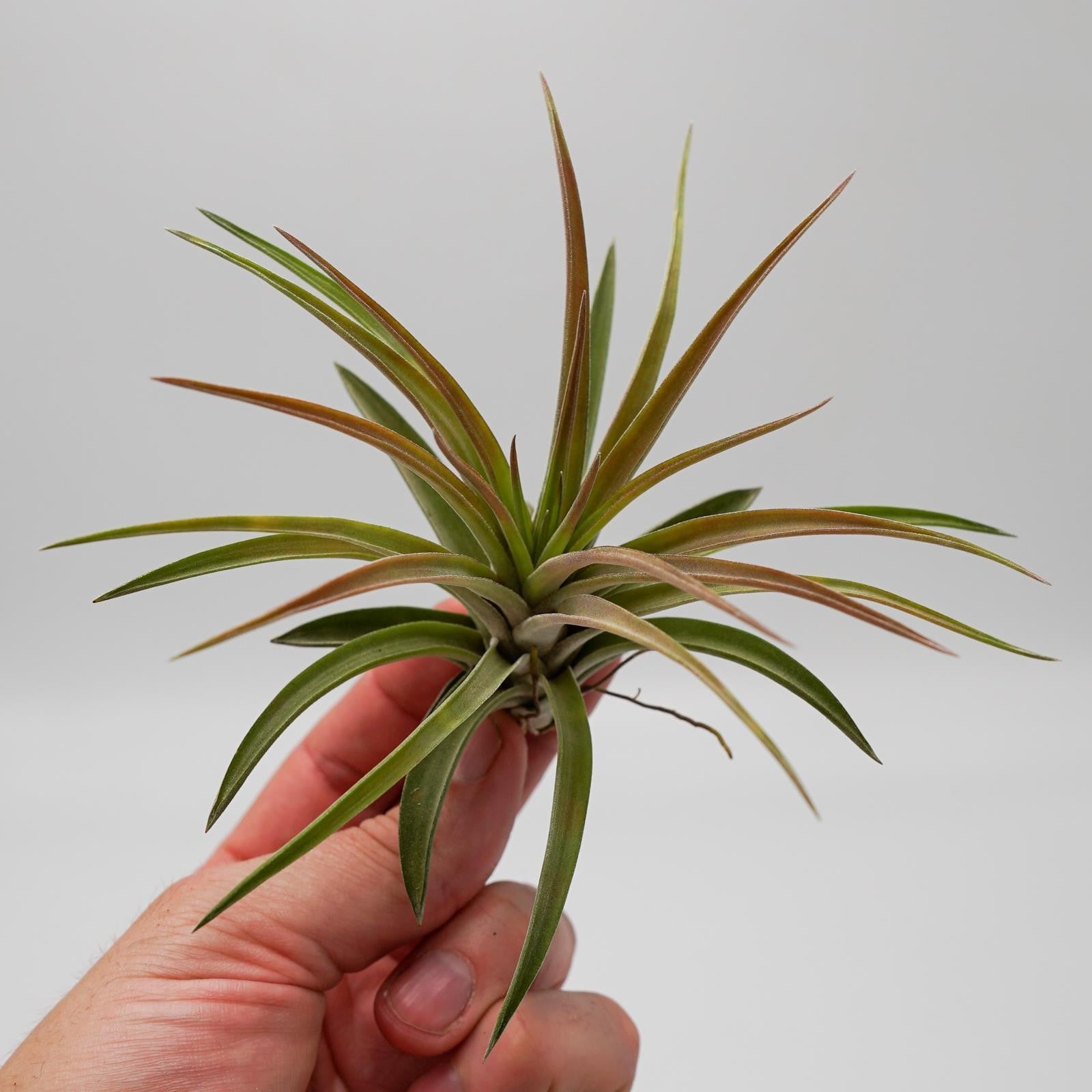 pasiora-tillandsia-brachycaulos-var-multiflora-luftnelke image 6