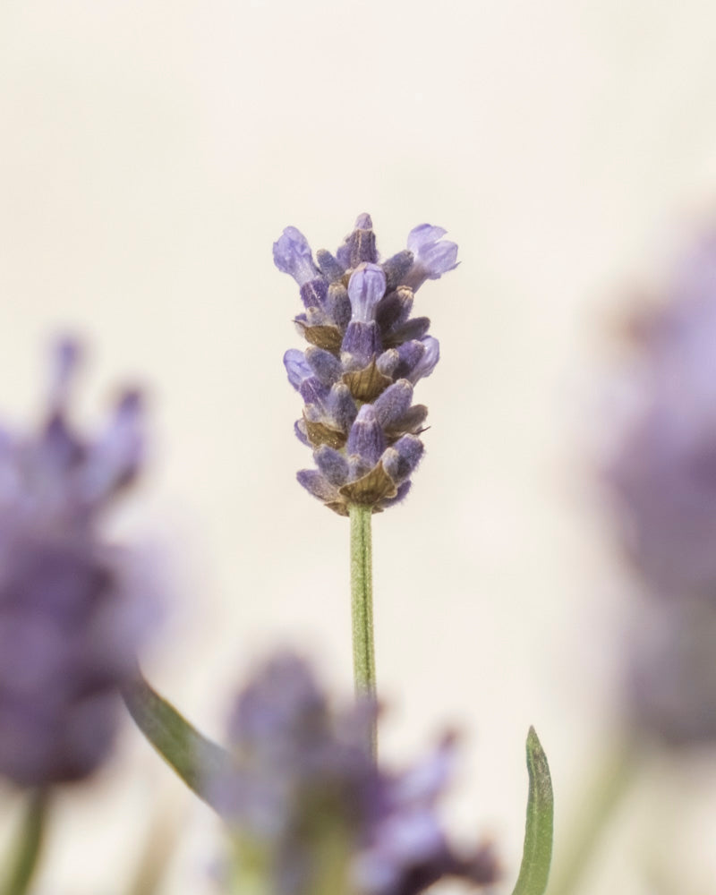 feey-lavendel-lavandula-angustifolia-hidcote-blue image 5